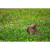 SIGMA 100-400mm F5-6.3 (C) DG DN OS para Fufifilm X
