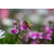 NIKON Nikkor Z Macro 50mm f/2.8