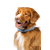 INVOXIA GPS Pet Tracker