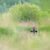 BUTEO PHOTO GEAR Abrigo Flutuante II Camuflado