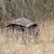 BUTEO PHOTO GEAR Abrigo Aquila III - Camuflado Castanho Claro