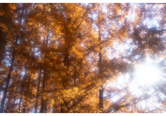 HOYA Filtro FOG Nº0.5 49 mm