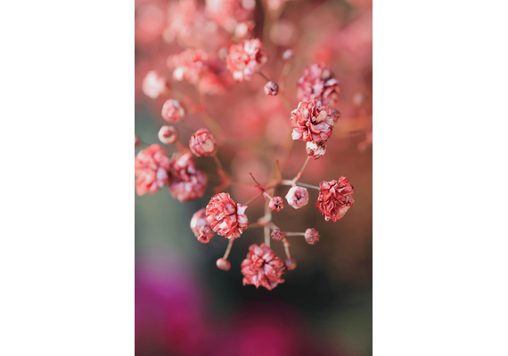 CANON EOS R50 + RF-S 18-150mm F3.5-6.3 IS STM
