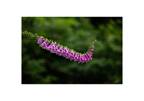 SIGMA AF 28-105mm f/2.8 DG DN A - L Mount
