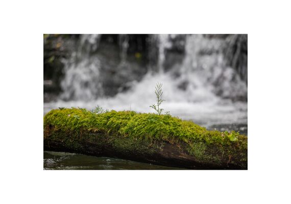 SIGMA AF 28-105mm f/2.8 DG DN A - L Mount