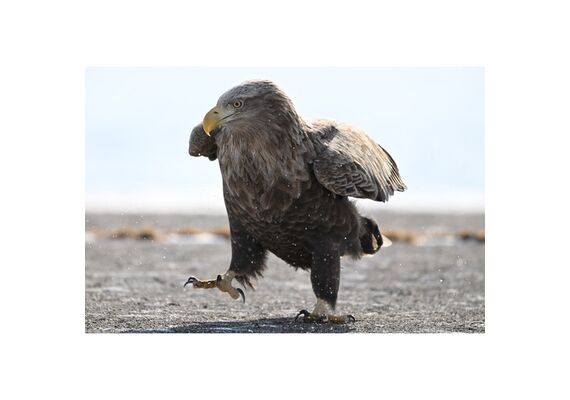 NIKON Nikkor Z 180-600mm f/5.6-6.3 VR