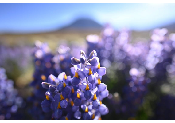 NIKON Nikkor Z 20mm f1.8 S