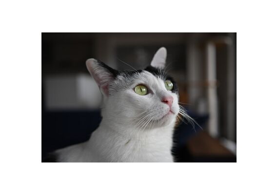 NIKON Nikkor Z 24mm f/1.7