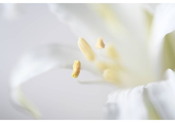 NIKON Nikkor Macro 105mm f/2.8 VR S