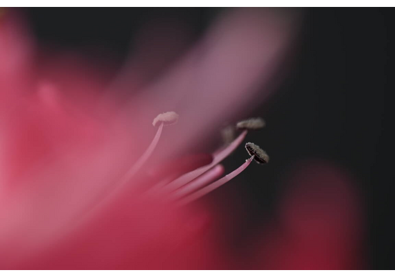 NIKON Nikkor Macro 105mm f/2.8 VR S