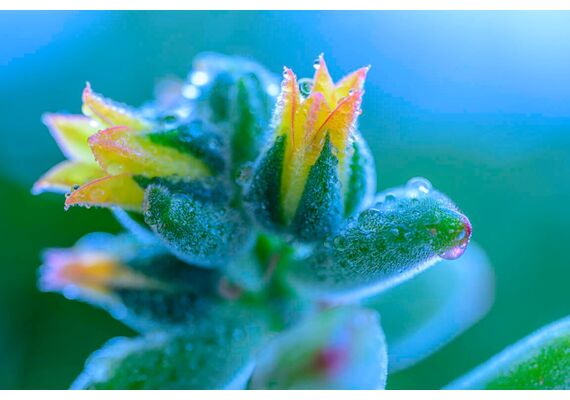 NIKON Nikkor Macro 105mm f/2.8 VR S