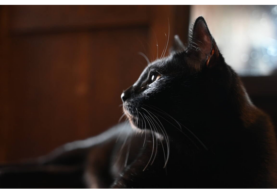 NIKON Nikkor Z 28-75mm f/2.8