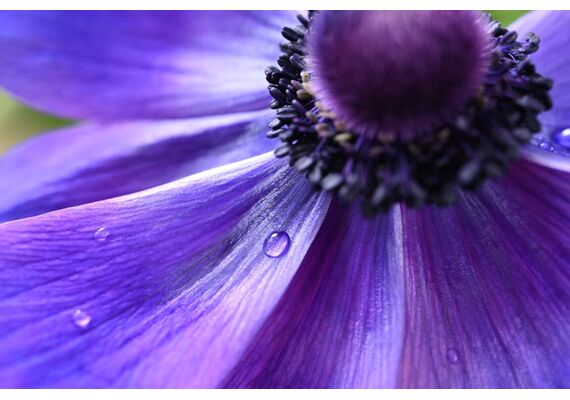 NIKON Nikkor Z Macro 50mm f/2.8