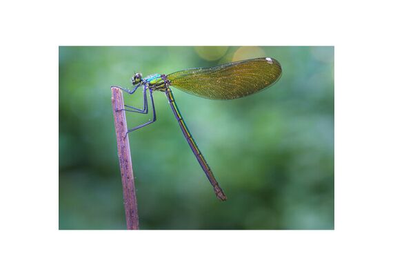 LAOWA 90mm f/2.8 2x Ultra Macro APO - Canon RF
