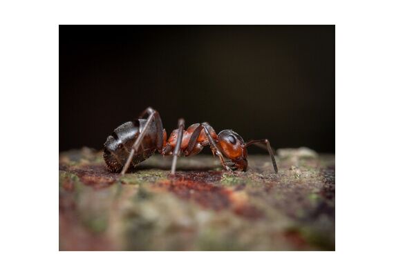 LAOWA 90mm f/2.8 2x Ultra Macro APO - Canon RF
