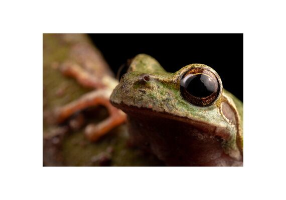 LAOWA 90mm f/2.8 2x Ultra Macro APO - Canon RF