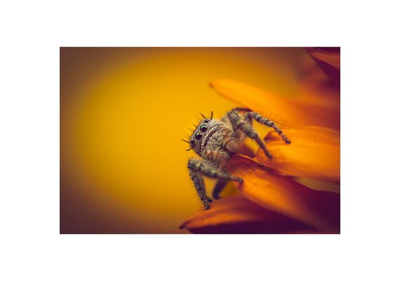 LAOWA 90mm f/2.8 2x Ultra Macro APO - Canon RF