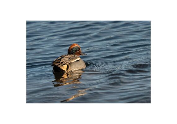 SIGMA 300-600mm f/4 DG OS Sports