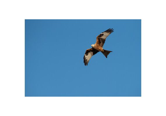 SIGMA 300-600mm f/4 DG OS Sports