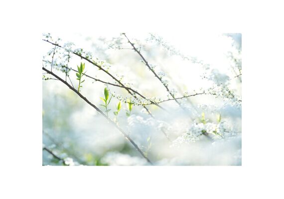 SONY FE 85mm f/1.4 GM II