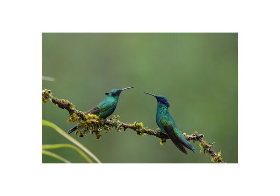 SONY FE FE 400-800mm f/6.3-8 G OSS