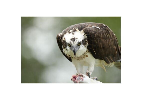SONY FE FE 400-800mm f/6.3-8 G OSS