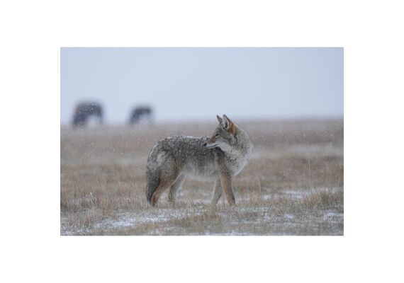 SONY FE FE 400-800mm f/6.3-8 G OSS