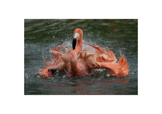 SONY FE FE 400-800mm f/6.3-8 G OSS