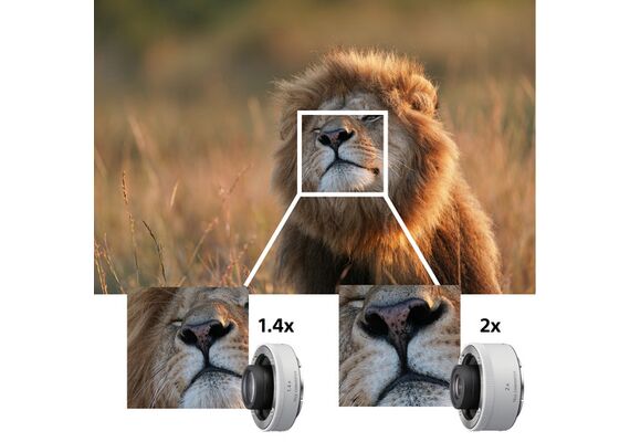 SONY FE 600mm f/4 GM OSS