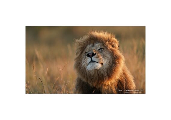 SONY FE 600mm f/4 GM OSS