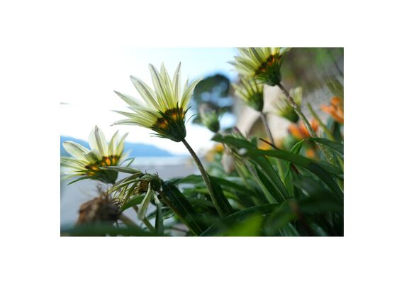SONY FE 16-35mm f/2.8 GM II