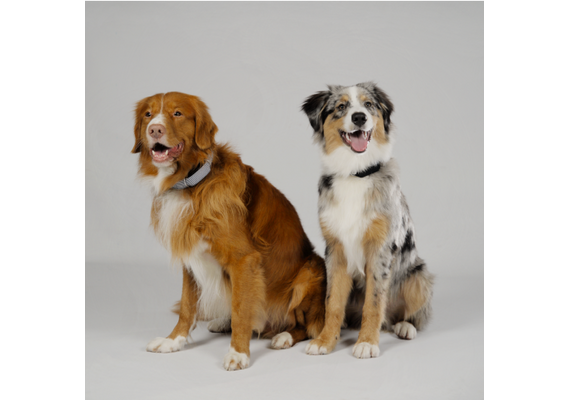 INVOXIA GPS Pet Tracker