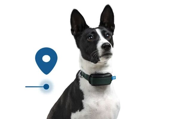 INVOXIA GPS Pet Tracker