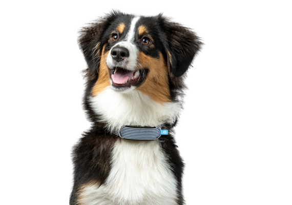 INVOXIA GPS Pet Tracker