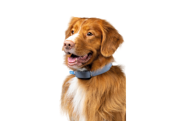 INVOXIA GPS Pet Tracker