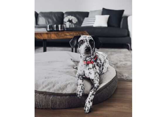 INVOXIA GPS Pet Tracker