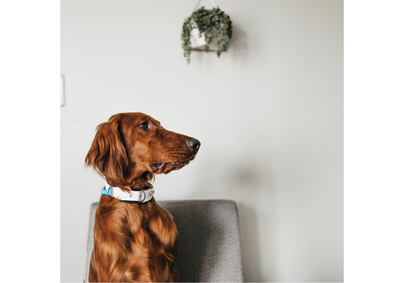 INVOXIA GPS Pet Tracker