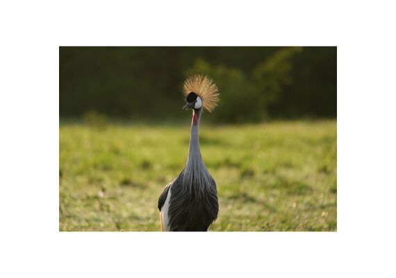 SONY FE 100-400 f/4.5 GM OSS