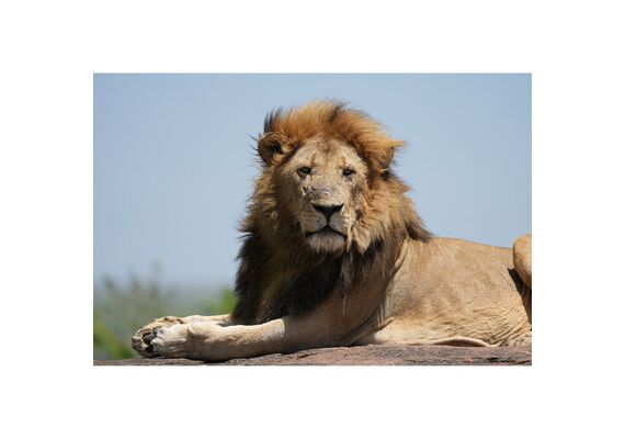 SONY FE 100-400 f/4.5 GM OSS