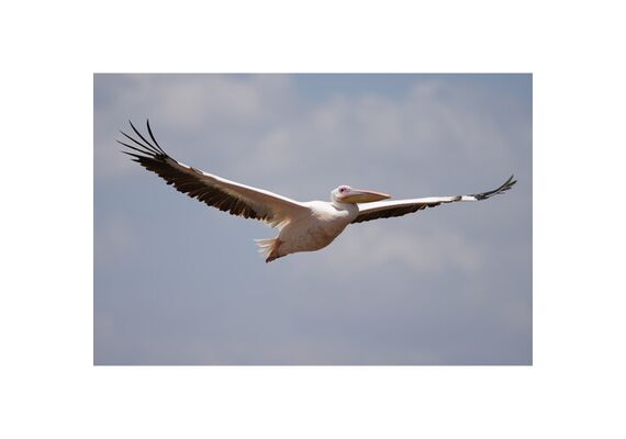 SONY FE 100-400 f/4.5 GM OSS